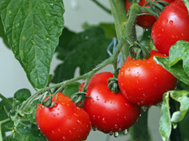 Redes Teco Tomate Fresco foto