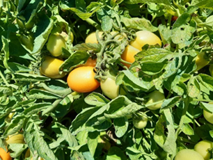 Redes Teco Tomate Industria foto