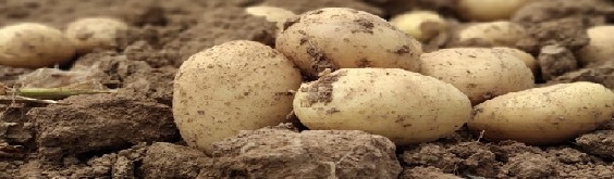 encabezado_reducido_patata