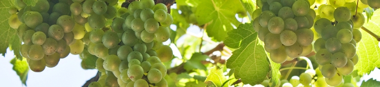 racimos uvas 