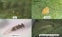 11.Bactericera cockeri