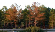 12. Bursaphelenchus xylophilus