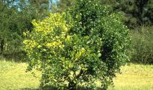 13. Liberibacte asiaticus