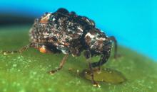 14.Conotrachelus nenuphar