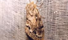 15.Dedrolimus sibiricus