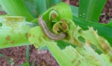 18.spodoptera frugiperda