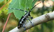 8.Anoplophora glabripennis