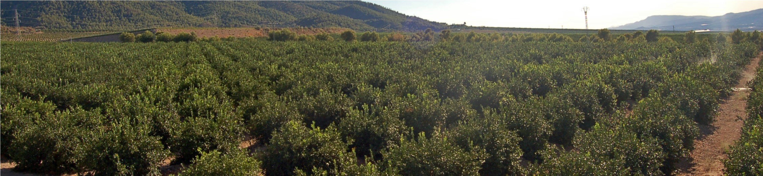 campo de citricos