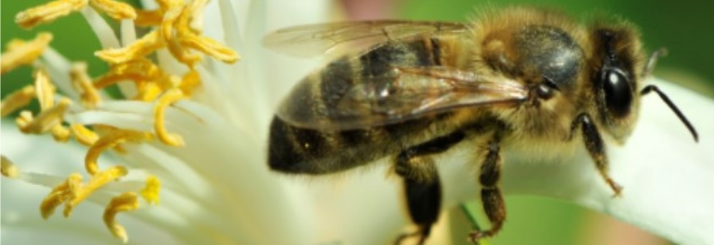 Abeja