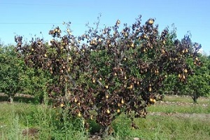 Erwinia amylovora Fuego Bacteriano