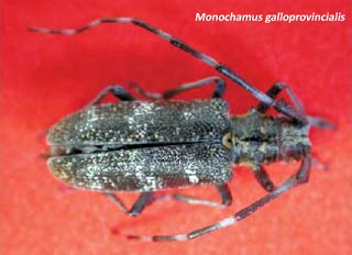 Monochamus galloprovincialis