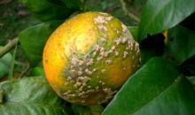 sintomas e. fawcettii