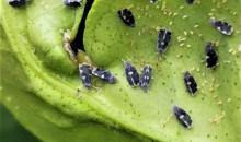 Foto Aleurocanthus spiniferus