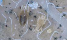 Eotetranychus lewisi