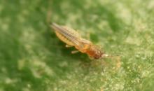 Scirtothrips aurantii