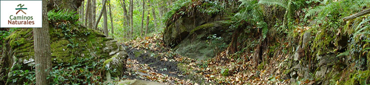 cab_senda_oso_ricabo