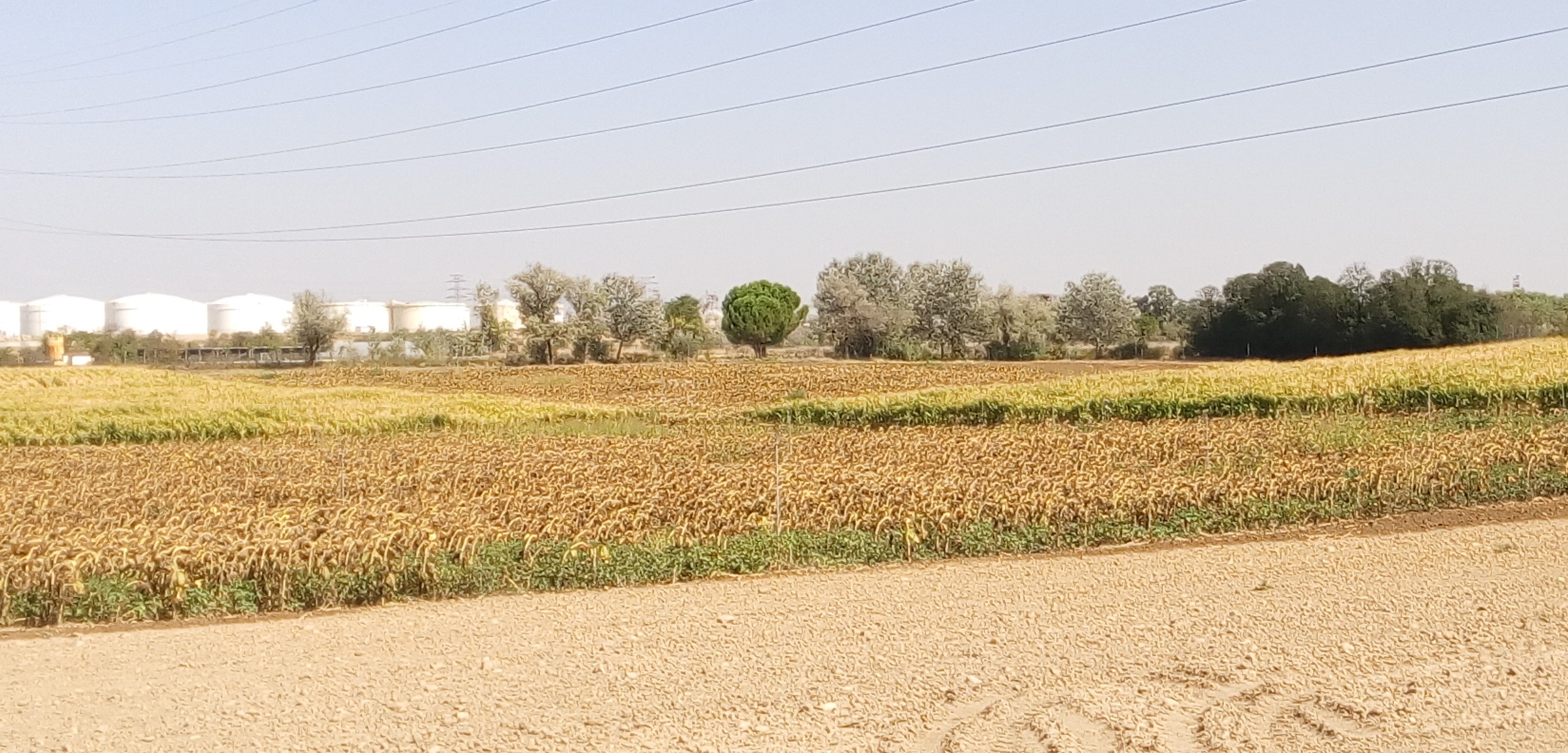 NUEVO PLAN DE CULTIVOS 2017-2018 ORIENTADO A LA INVESTIGACIÓN