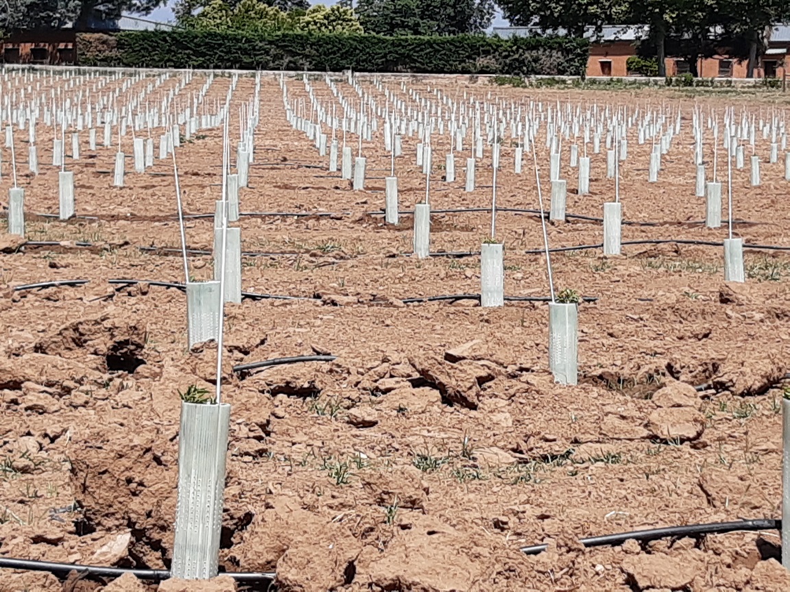 NUEVA PLANTACIÓN DE CULTIVOS LEÑOSOS EN EL CENTER