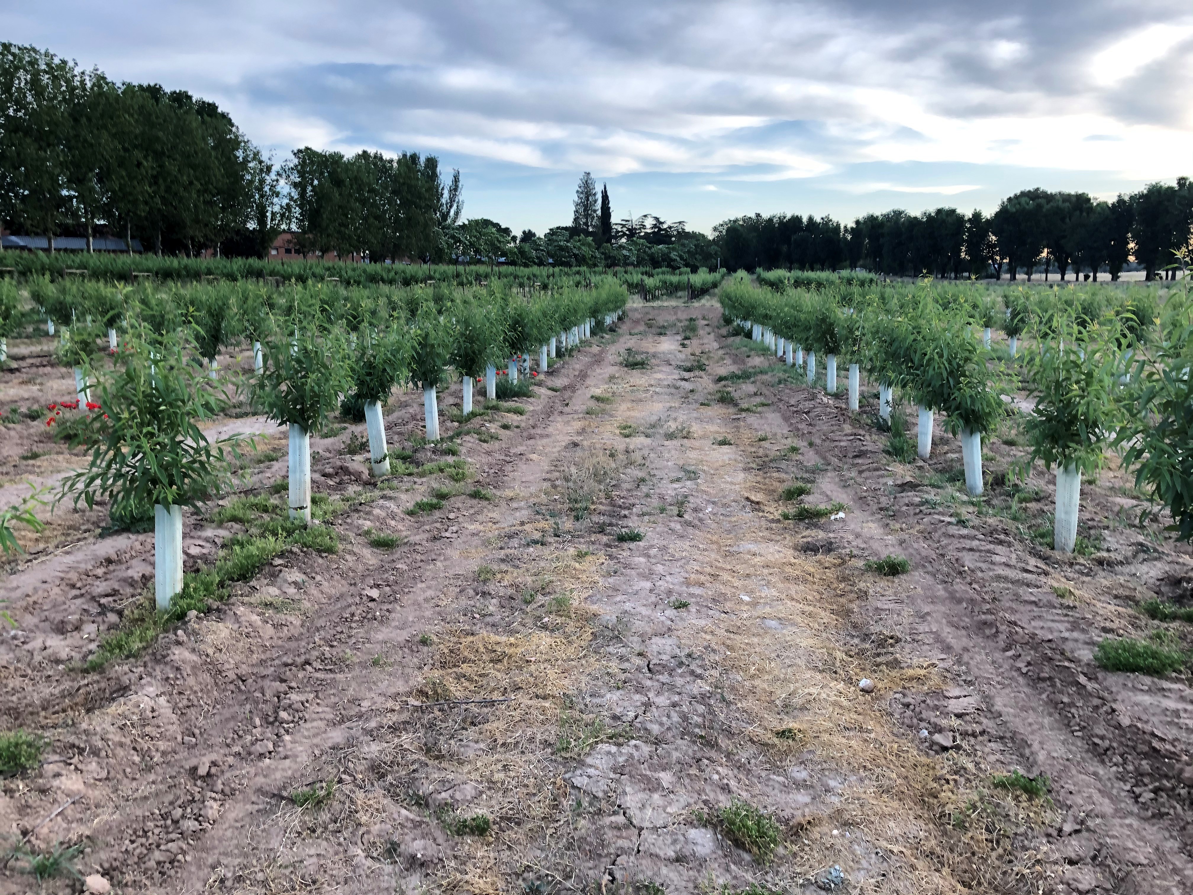 PUBLICADO EL CONVENIO ENTRE AZUD Y EL MAPA PARA LA REALIZACIÓN DE ENSAYOS EN EL CENTER