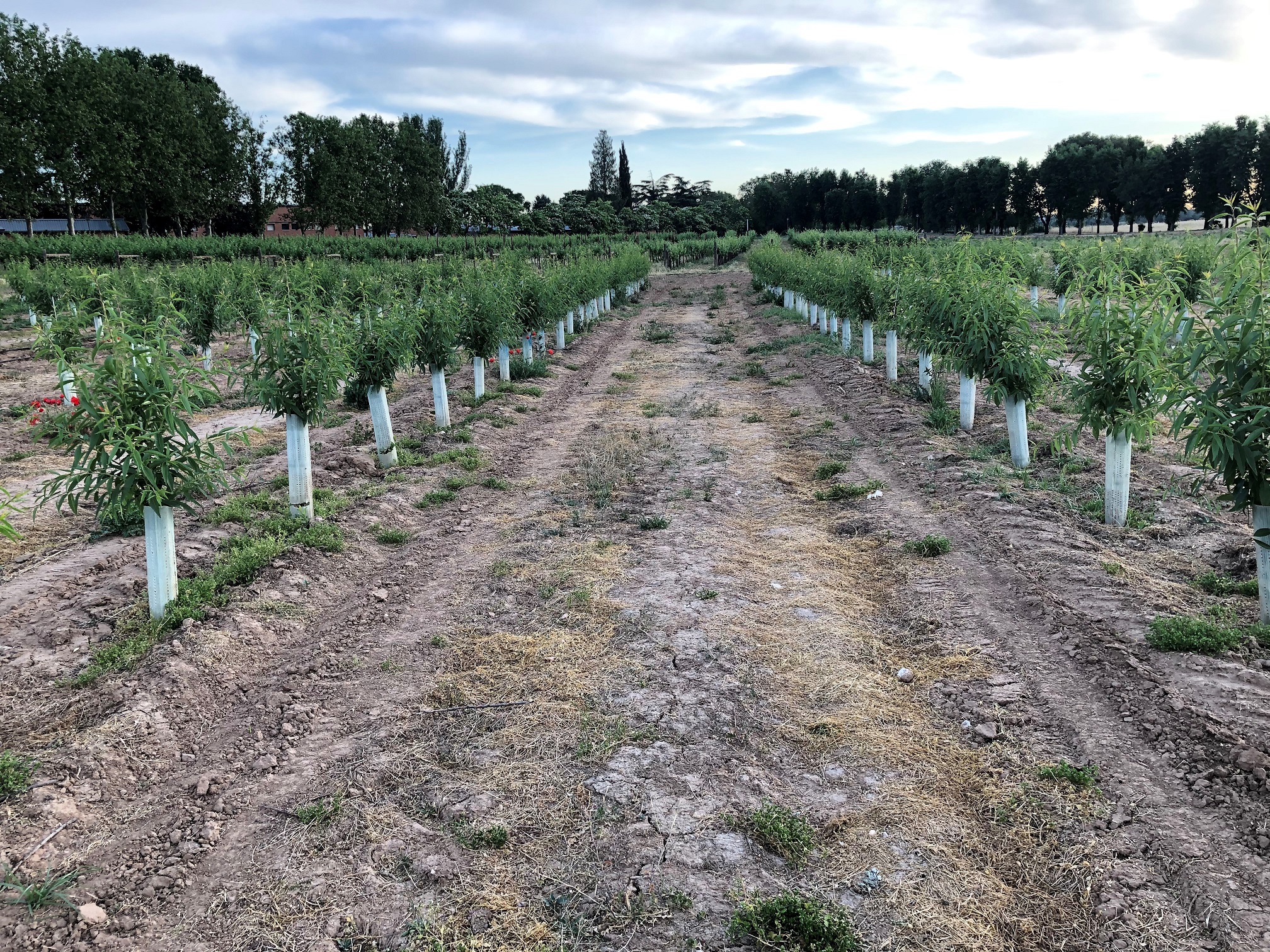 ENTRADA EN VIGOR DE LOS CONVENIOS ENTRE IAP SOLUTIONS Y REGABER CON EL MAPA, PARA LA REALIZACIÓN DE ENSAYOS EN EL CENTER