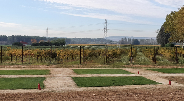 ENSAYO SOBRE SOSTENIBILIDAD DE PRADERAS DE CÉSPED