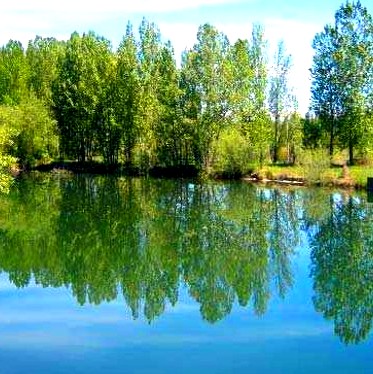 8aspersión alfalfa viento