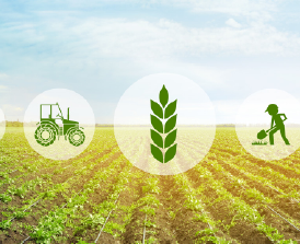 Foto Publicaciones del Observatorio