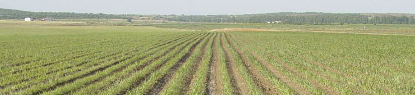 Agricultura de regadío