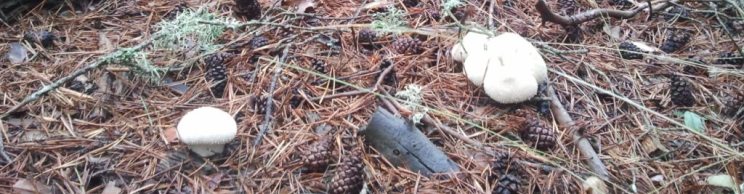Suelo forestal en otoño (piñas y setas)