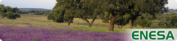Dehesa con cantueso en flor