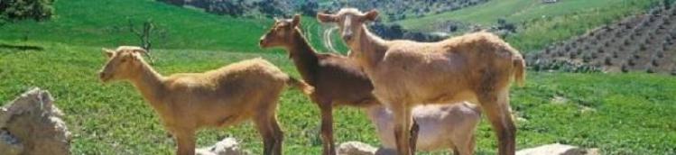 Imagen rebaño de cabras