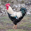 Imagen de un gallo