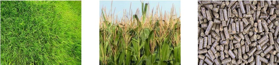 foto piensos y pastos