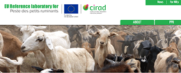EURL- CIRAD Peste de los pequeños rumiantes