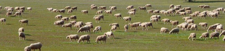Ovejas pastando