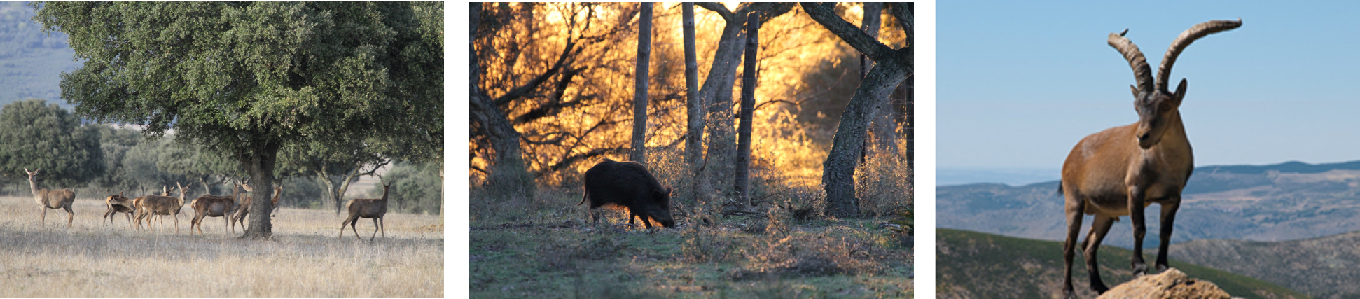 Imágenes fauna de caza mayor