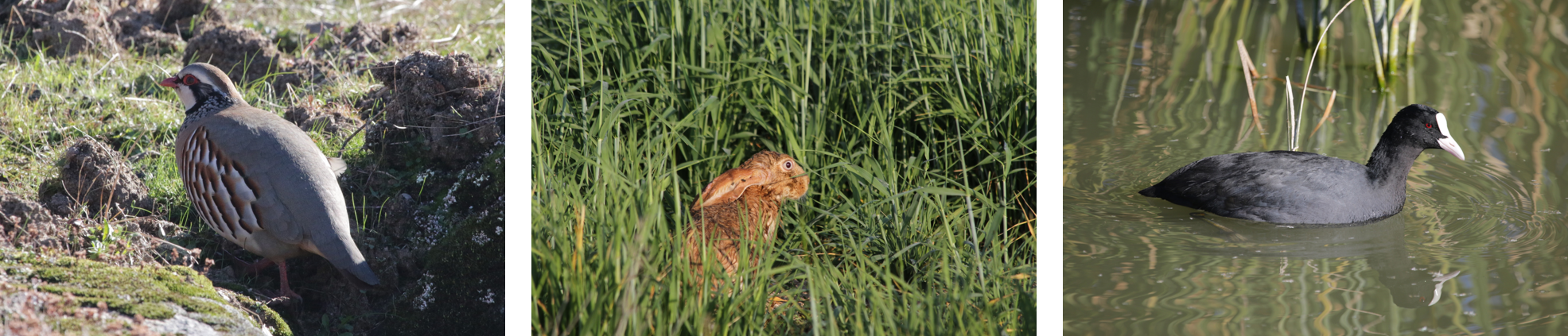 Imágenes de fauna de caza menor