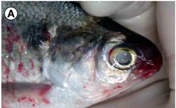 1. Hemorragias petequiales alrededor de la boca. Fuente. Faisal et al., 2012 – Spread of VHSV IVb in Michigan, Viruses