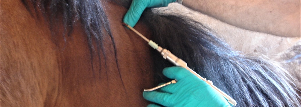  microchip caballo_2