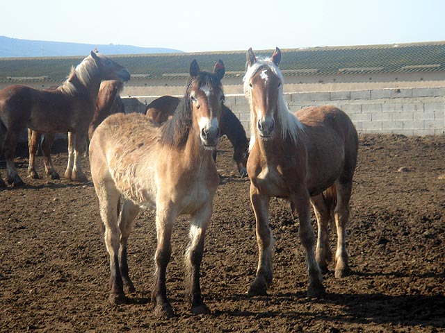 Animales participantes