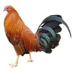 Imagen facilitada por la Federación Española de Avicultura, Colombicultura y Cunicultura de Raza (FESACOCUR).