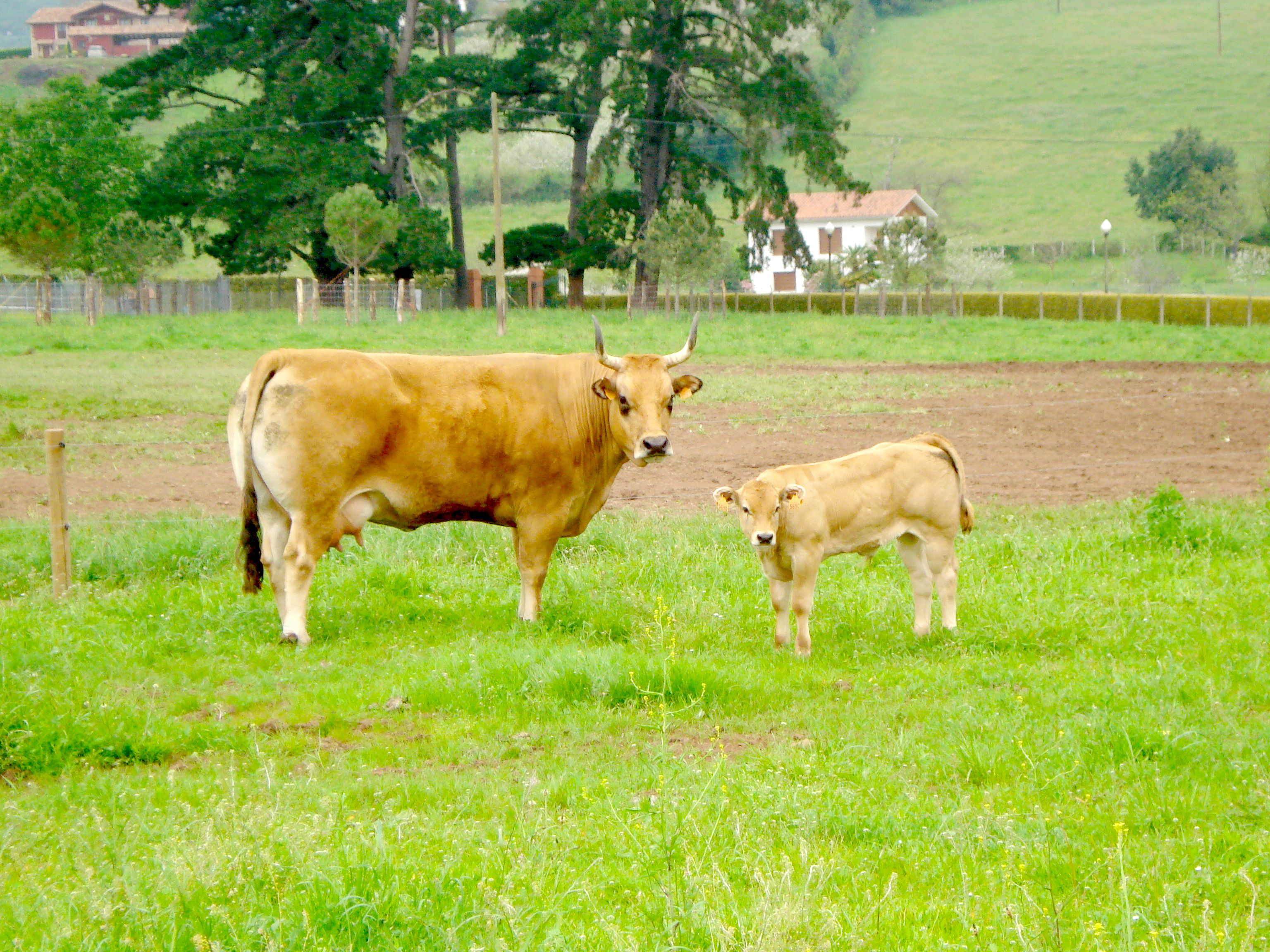 Autor: ASOCIACIÓN ESPAÑOLA DE CRIADORES DE GANADO VACUNO SELECTO DE RAZA ASTURIANA DE LOS VALLES (ASEAVA).<br/>Año: 2012.<br/>Sexo: Hembra con cría. 
