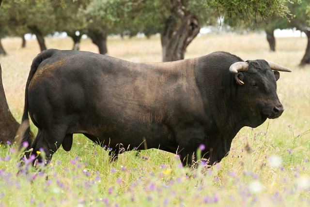 Autor: Asociación de Criadores <br/>Año: 2010 <br/>Sexo: Macho <br/>Comentario: Toro en campo