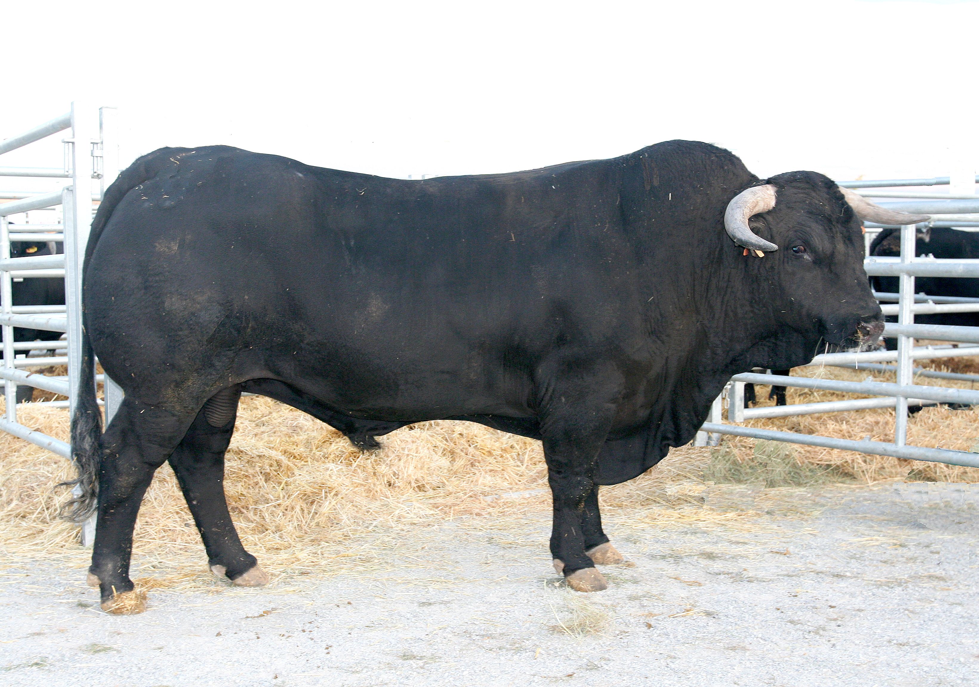 Autor: ASOCIACION ESPAÑOLA DE CRIADORES DE GANADO VACUNO SELECTO DE RAZA AVILEÑA-NEGRA IBERICA (AECRANI).<br/>Año: 2013.<br/>Sexo: Macho. 