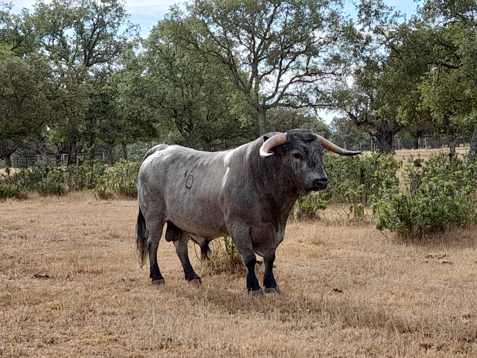 Autor: Archivo Asociación <br/>Año: 2009 <br/>Sexo: Macho <br/>Comentario: Semental 