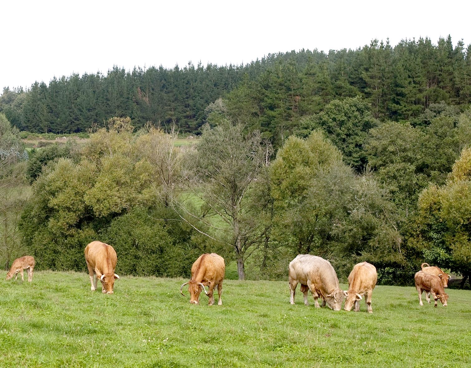 Imagen facilitada por la ASOCIACIÓN NACIONAL DE CRIADORES DE GANADO VACUNO SELECTO DE RAZA RUBIA GALLEGA (ACRUGA).<br/>Rebaño en su medio natural.