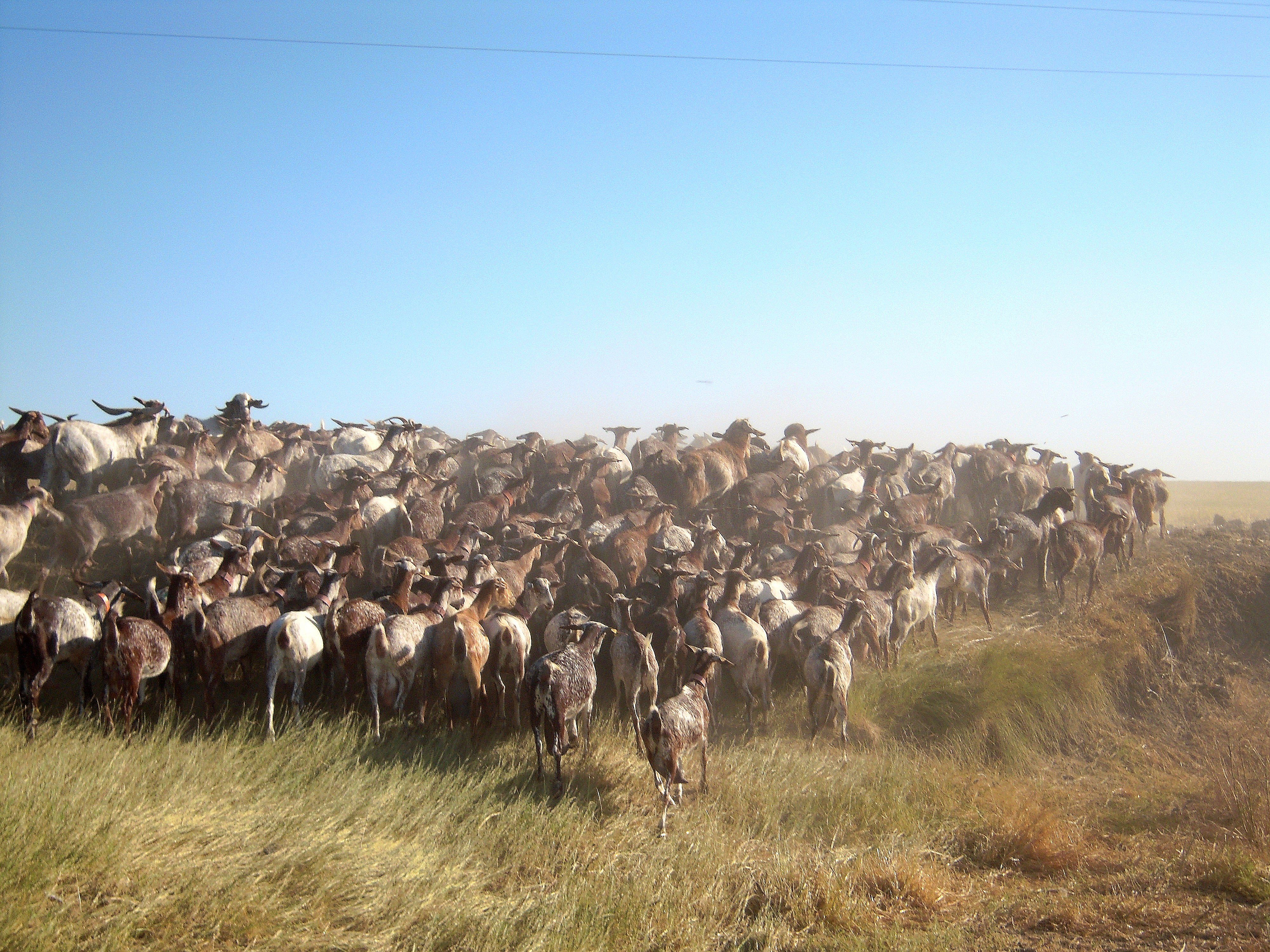 Autor: María Dolores López Fariña.<br/>Año: 2012.<br/>Comentario: Conjunto de animales de Raza Florida camino al aprovechamiento de las...