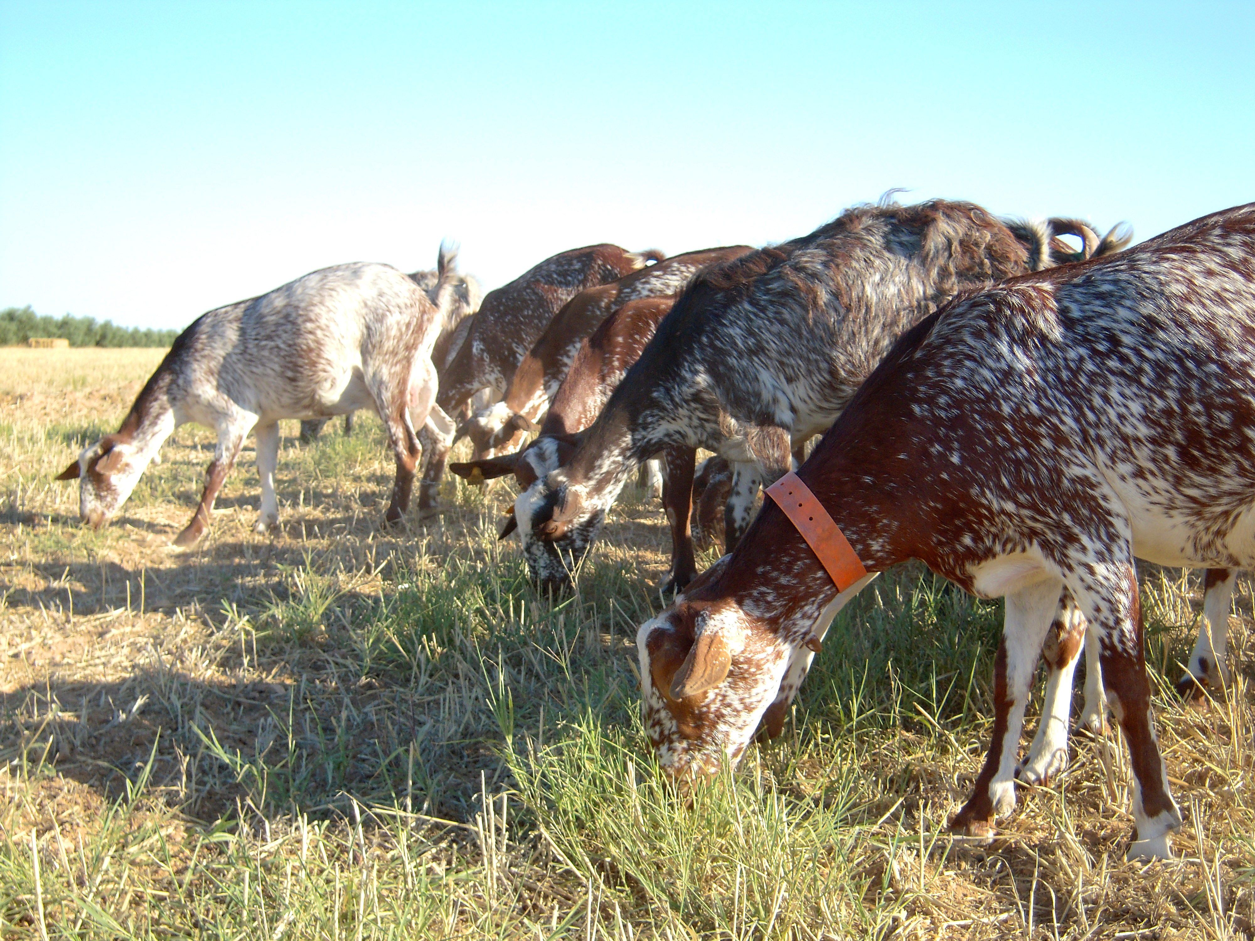 Autor: Marta Rodríguez Zarco.<br/>Año: 2012.<br/>Comentario: Rebaño pastoreando en zona de campiña.<br/>Imagen facilitada por la Asociación...
