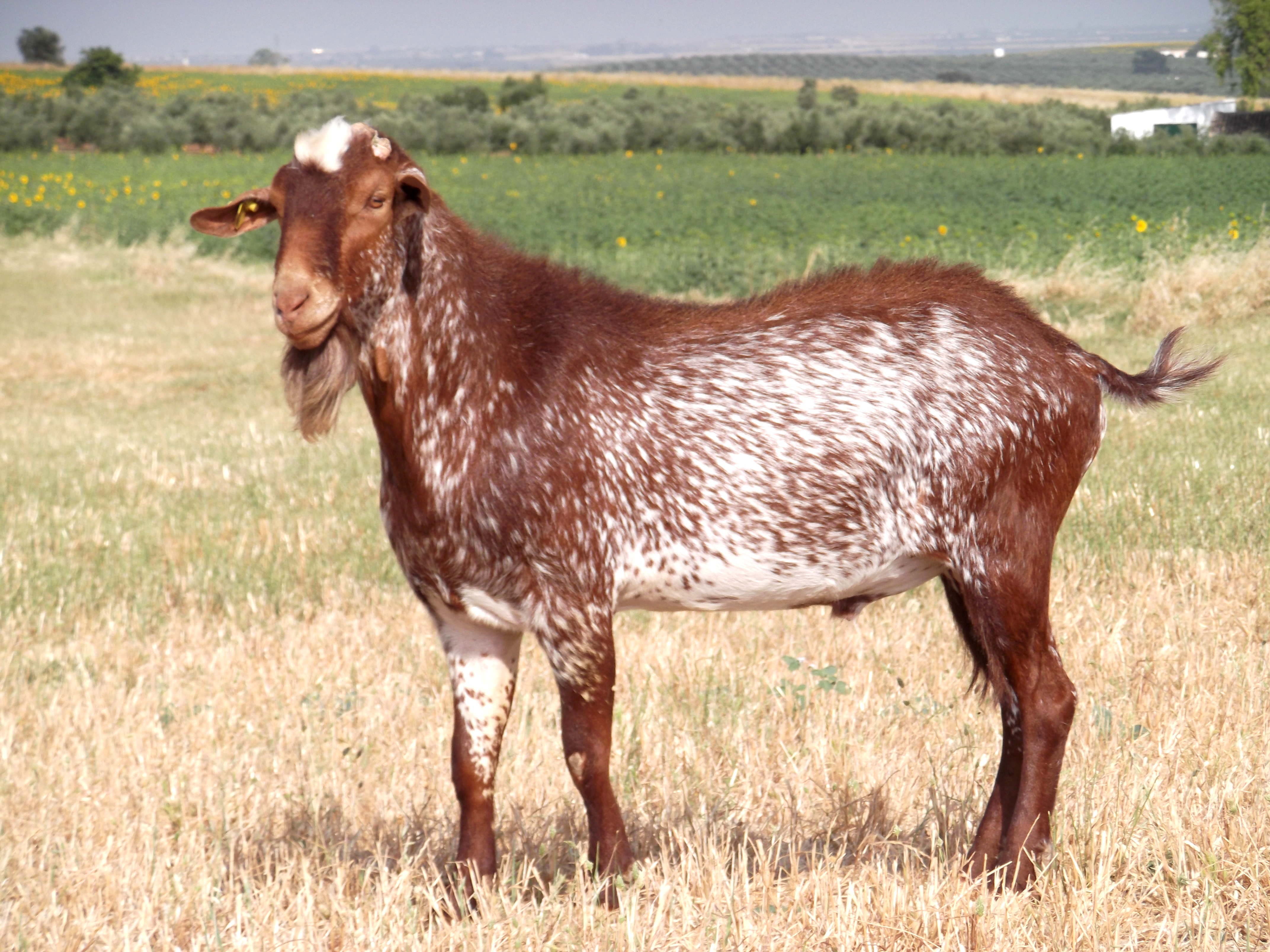 Autor: María Dolores López Fariña.<br/>Año: 2012.<br/>Sexo: Macho.<br/>Comentario: Semental con evaluación genética positiva para cantidad y...