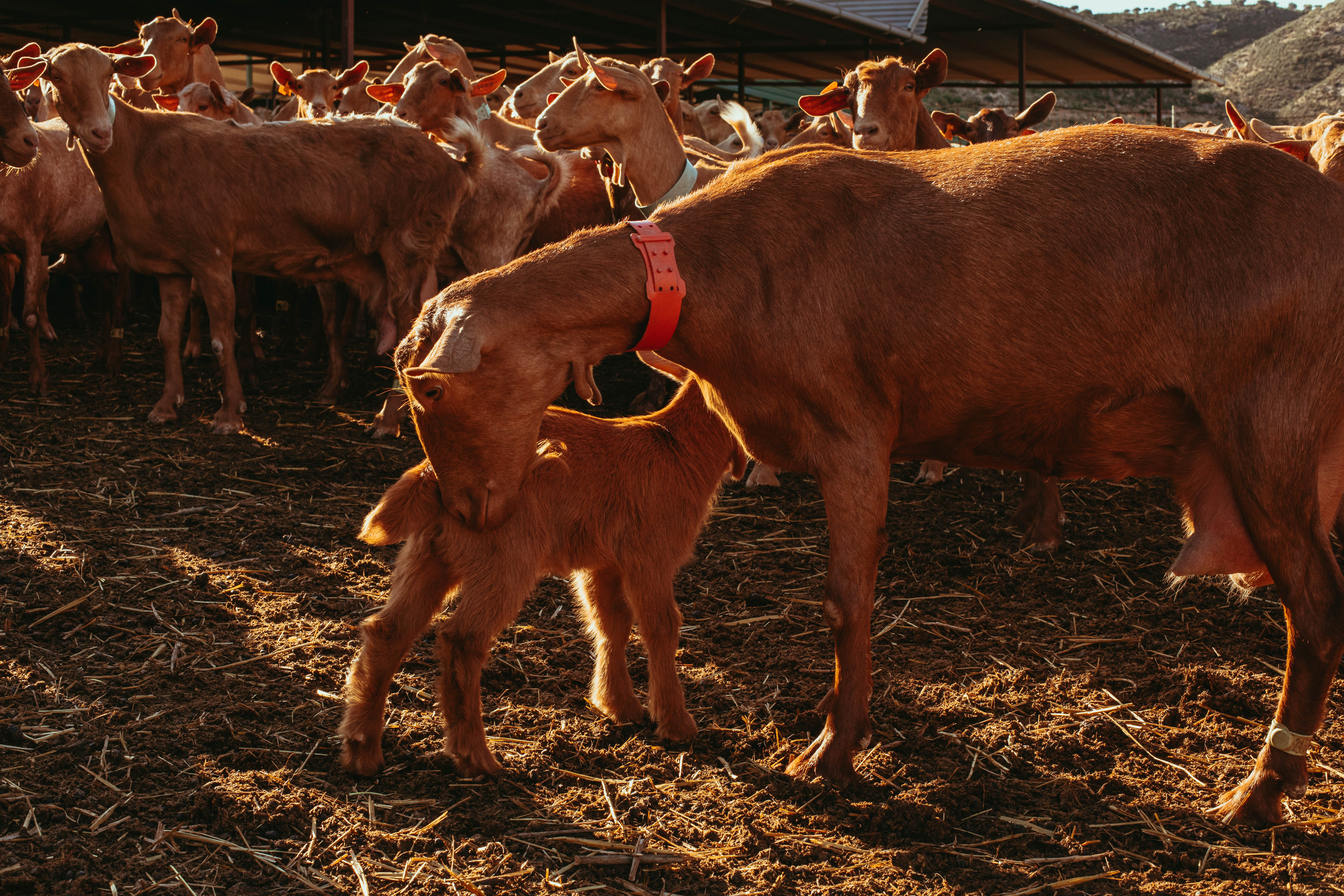 Imagen cedida por la Asociación Española de Criadores de la Cabra Malagueña.